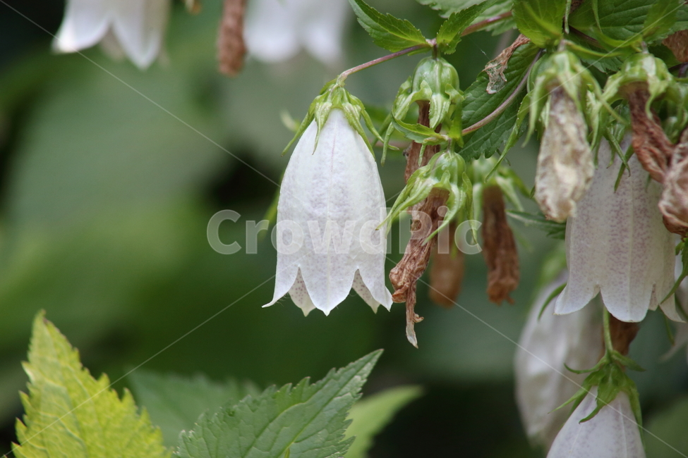초롱꽃,여름,bellflower,spottedbellflower,초본식물
