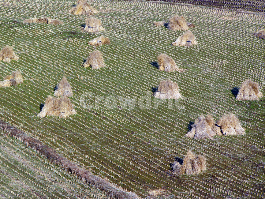 논,추수,벼농사,가을,볏단,볏집,농업,농사,agriculture,farming,farming industry