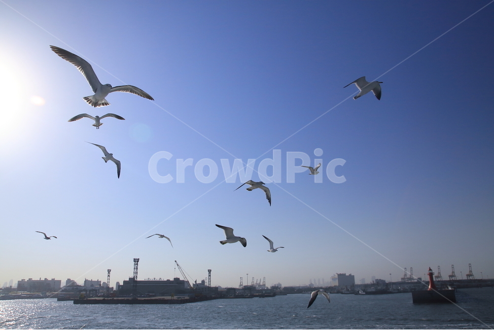 갈매기,바다,항구,새,바다새,섬,섬여행,동물,animal,조류,새,birds