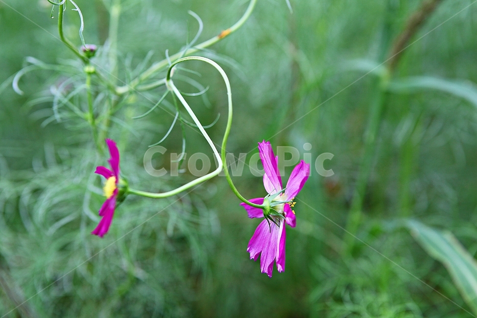 코스모스,꽃,꽃잎,식물,자염,공원,가을,가을꽃,식물,자연,plants,nature,꽃,flower