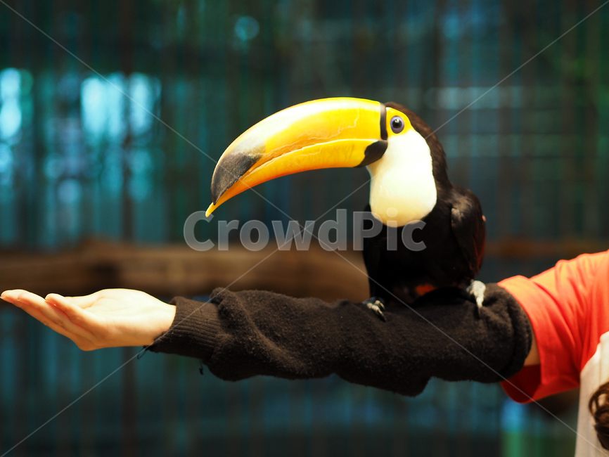 새,조류,투칸,토코투칸,큰부리새,동물원,animal,bird,birds,tocotoucan,큰부리,부리,검은새,동물,animal,조류,새,birds