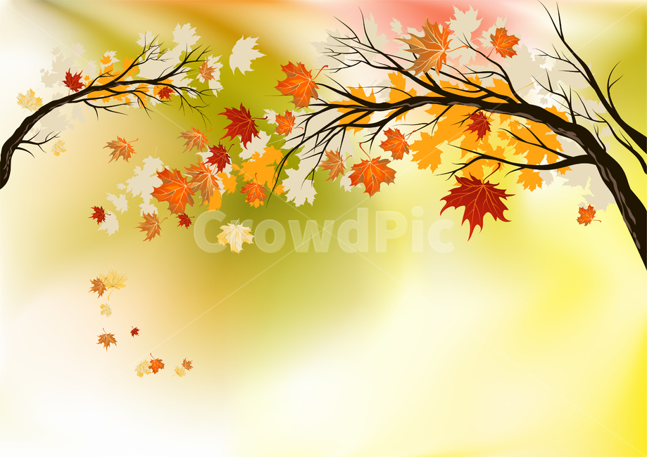 단풍,가을,fall,배경,background,가을,계절,fall,autumn,season,식물,자연,plants,nature,plant,leaf,잎,tree,나무