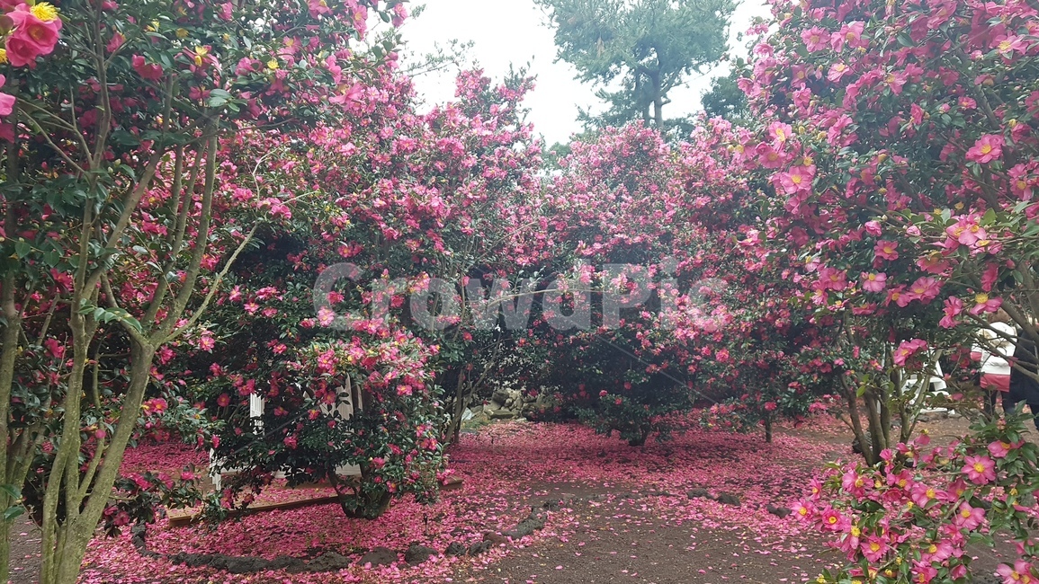 동백꽃,동백꽃군락지,생화,꽃,동백나무,자연,풍경,nature,landscape,plant,식물,flower,blossom