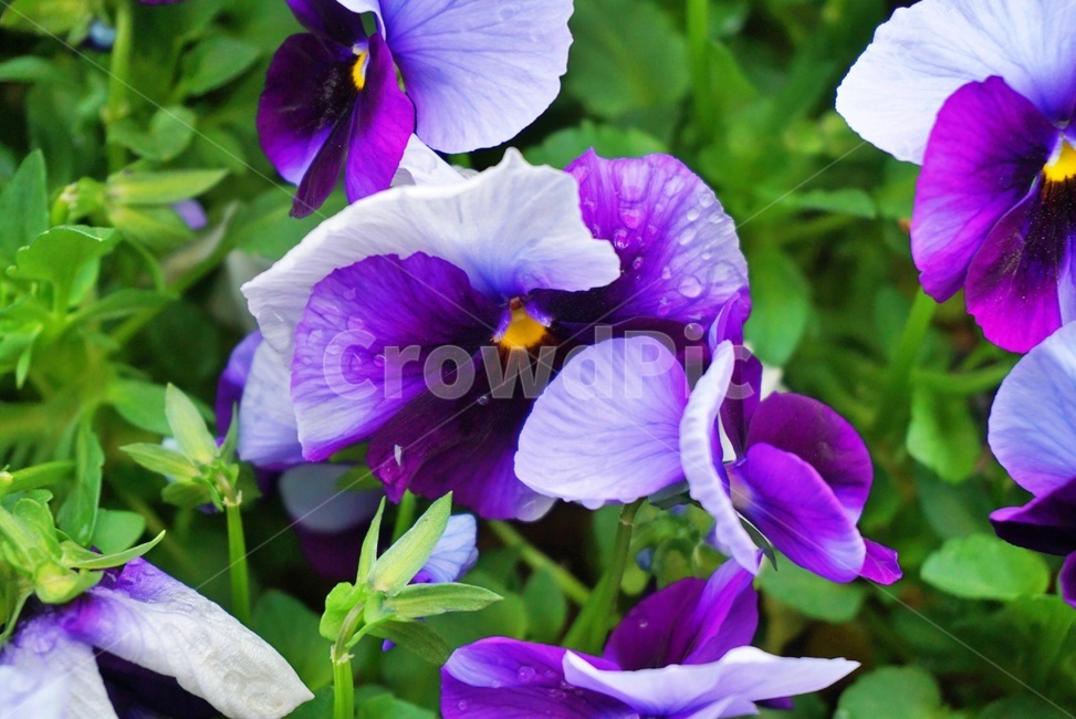 꽃,플라워,보라색,봄,flower,들꽃,보라빛,보랏빛,화분,spring,자연,nature