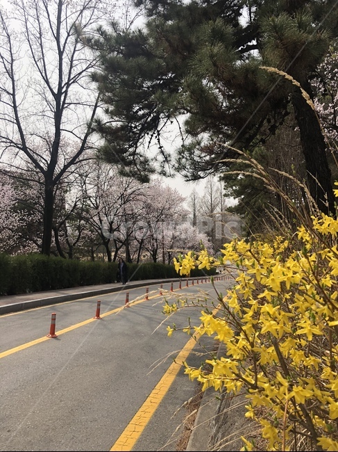 개나리,꽃,캠퍼스,도로,봄