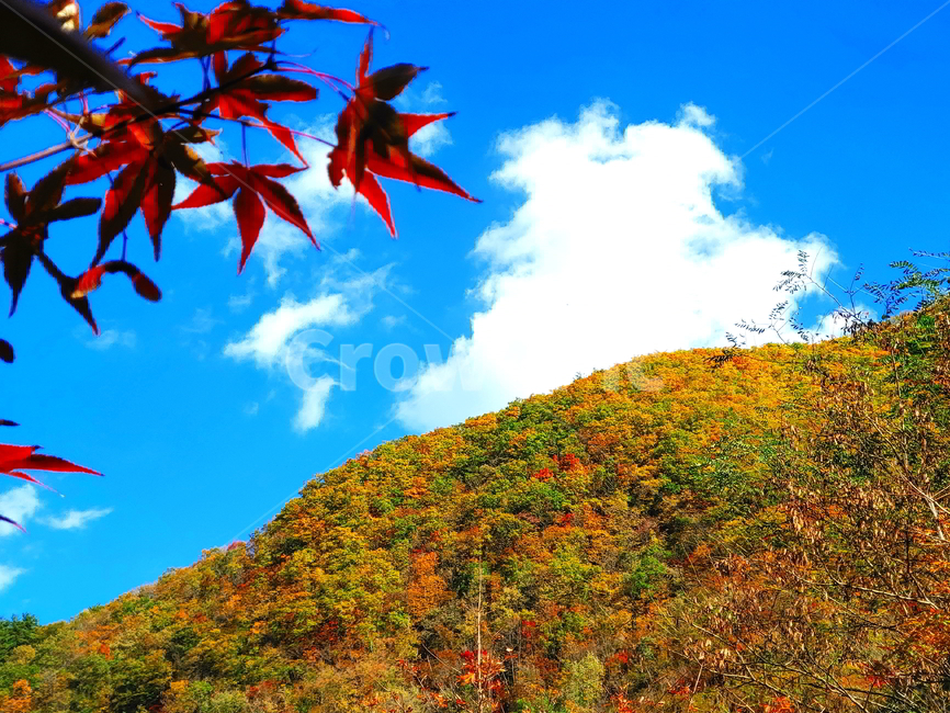 단풍,가을,산,나무,붉은단풍,가을,계절,fall,autumn,season,자연,풍경,nature,landscape,plant,식물,leaf,잎,tree
