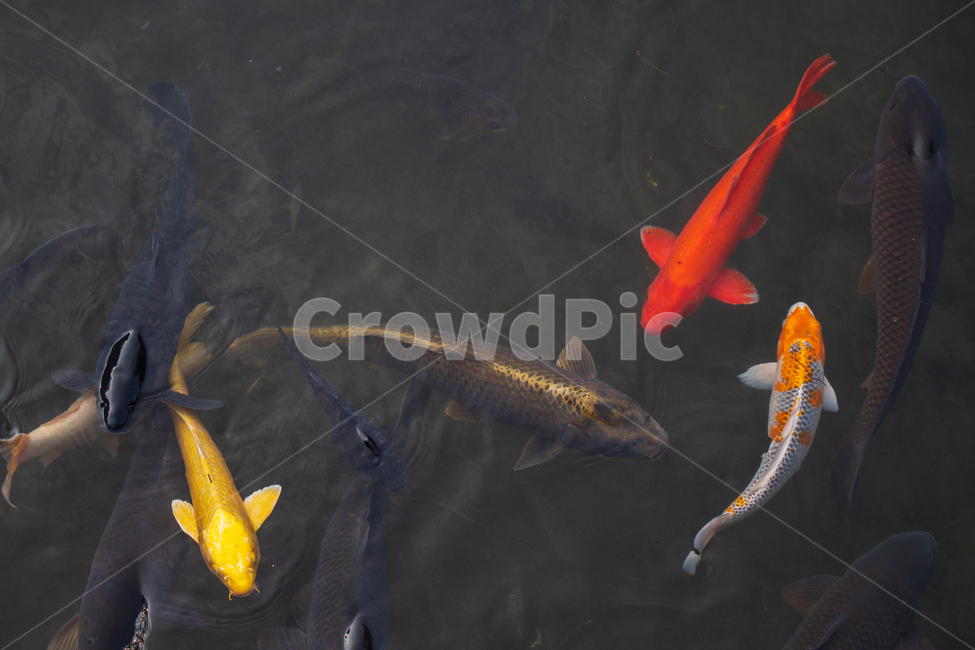 비단잉어,코이,잉어,carp,fancycarp,물고기,물,민물고기,물고기떼,황금비단잉어,황금잉어,잉어떼,비단잉어떼,민물,생선,생선떼,코이잉어,연못,호수,못,강,낚시,떼,무리,수영,헤엄,생물,동물,야생동물,야생,활동,움직임,생태계,환경,신선한,건강한,건강,맑은,자연,야외,koi,koifish,fish,goldencarp,animal,water,lake,pond,river,swim,swimming,aquatic,underwater,fancy,fishing,natural,nature,freshwater,freshwaterfish,fresh,schooloffish,shoal,shoaloffish,movement,activity,ecosystem,environment,wild,life,wildlife,color,colorful,gold,golden,yellow,outdoor,outdoors,beautiful,동물,animal,어류,물고기,fish