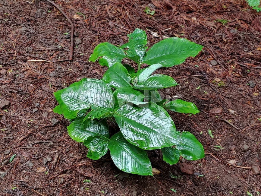 흙,숲,풀,잎,야생화,green,woods,plant,식물,자연,nature,환경,environment,신선한,fresh,trees,leaf,leaves