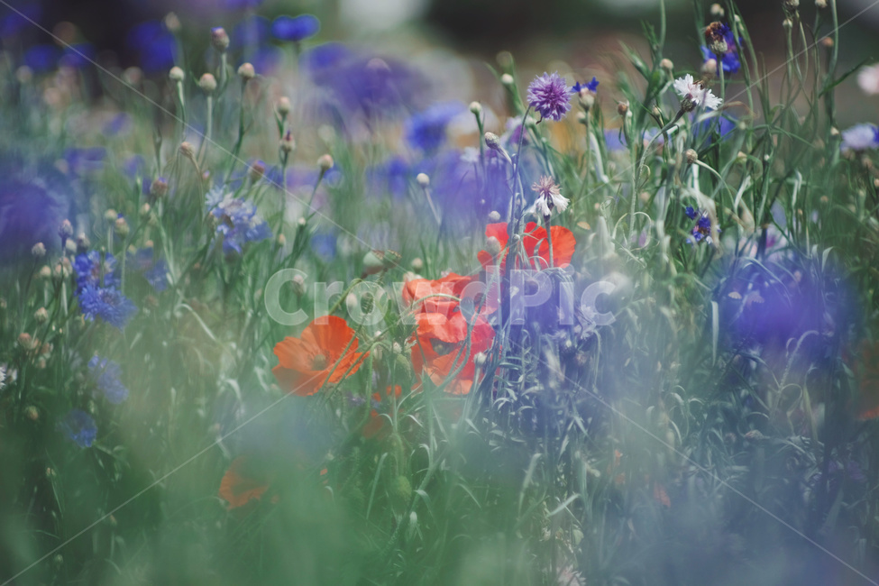 꽃,양귀비,flower,풍경,자연,식물,자연,plants,nature,꽃,flower