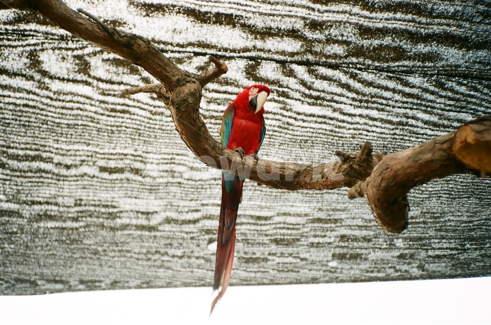 조류,새,동물원,홍금강,금강앵무,앵무새,동물,animal,조류,새,birds
