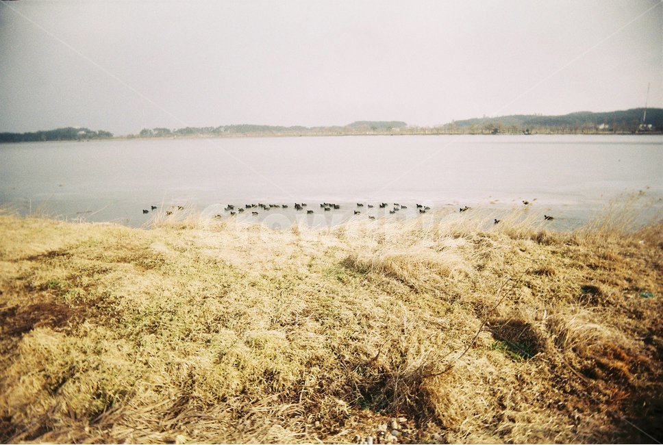 가을,겨울,낙엽,호수,필름카메라,경포호수,강릉,경포,오리,비네팅,강변,쓸쓸,가을,계절,fall,autumn,season,자연,풍경,nature,landscape,한국자연풍경,한국자연경관,korea nature landscape,감성,sensible,feeling,outdoors,옥외,water,물,land,땅,ground,바닥