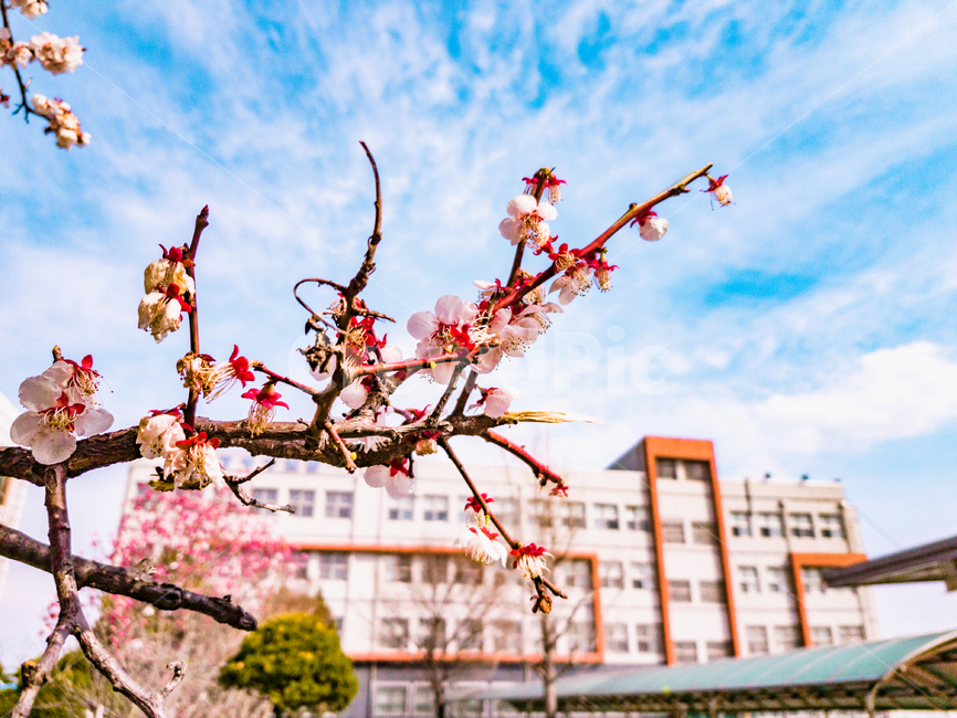 벚꽃,봄,봄날,꽃,flower,spring,flowers,핑크색,핑크,plants,nature,봄꽃,계절,절기,하늘,sakura,자연,구름