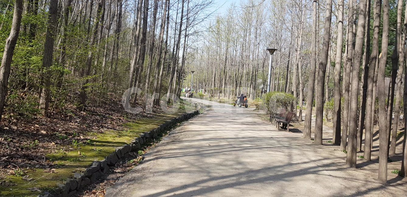 도로,road,통로,path,tree,나무,plant,식물,vegetation,초목,nature,자연,woodland,outdoors,옥외,land,forest,숲,treetrunk,나무줄기