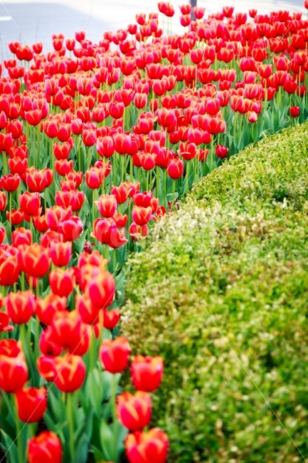 튤립,만개,봄,꽃,빨간튤립,빨간꽃,활짝,봄,계절,spring,season,식물,자연,plants,nature,꽃,flower,plant,blossom,tulip