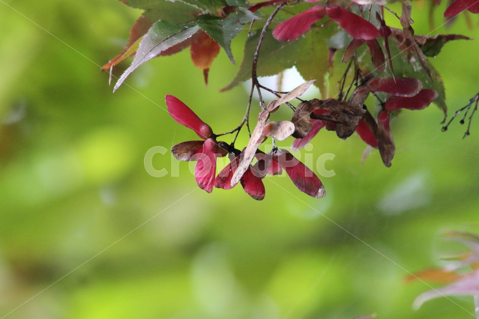 단풍나무,열매,종자,번식,maple,식물,자연,plants,nature