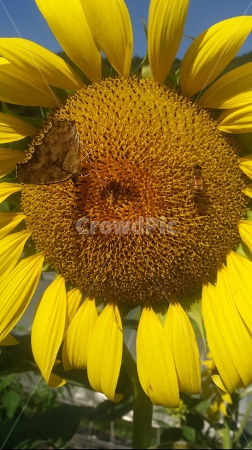 해바라기,꽃,나비,벌,flower,plant