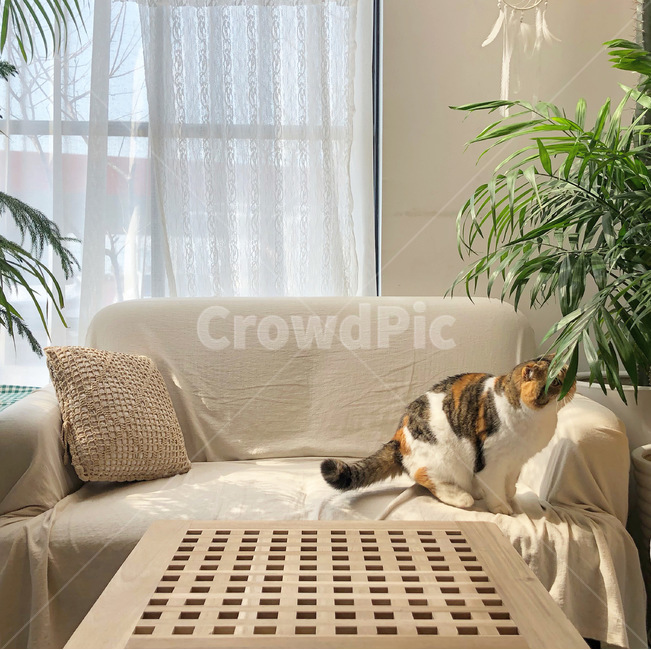 couch,room,고양이,cat,furniture,livingroom,거실,동물,animal,포유류,mammal,고양이,cat,kitten,kitty