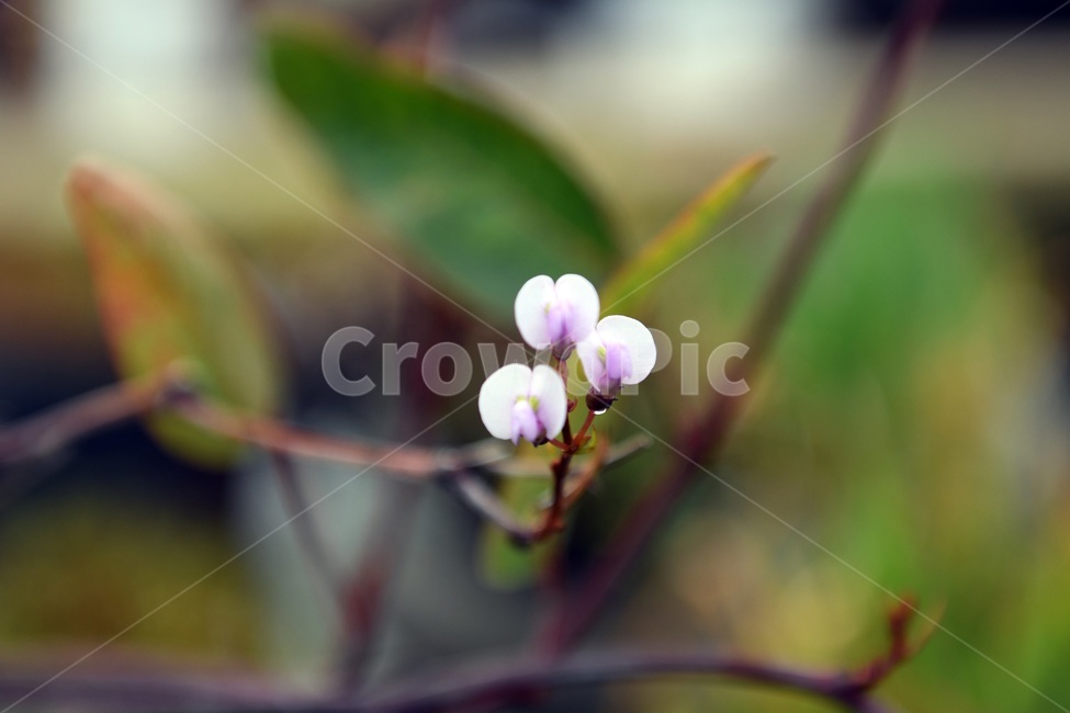 식물,꽃,감성사진,자연,flower,꽃사진,봄,봄꽃,계절,빗방울,비,감성,4월,spring,힐링,자연풍경,풍경,봄,계절,spring,season,식물,자연,plants,nature,꽃,flower,plant,blossom