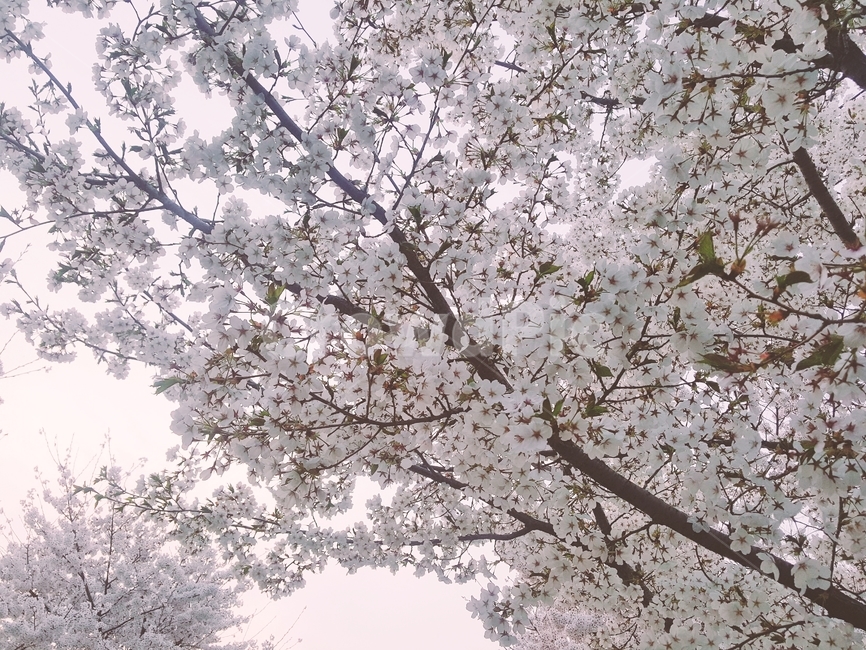 벚꽃,만개,꽃,봄,계절,자연,예쁜,나무,흰꽃,분홍꽃,풍경,배경,봄,계절,spring,season,plant,식물,blossom,flower
