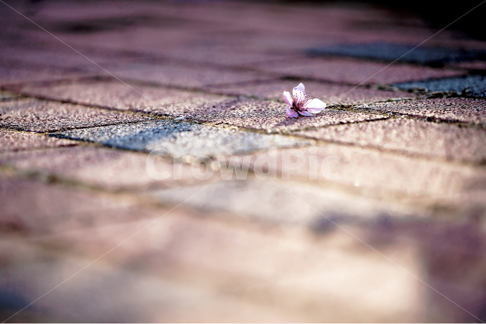 자연,풍경,벚꽃,봄,감성,꽃잎,봄,계절,spring,season,꽃,flower,감성,sensible,feeling,blossom,petal,plant,식물