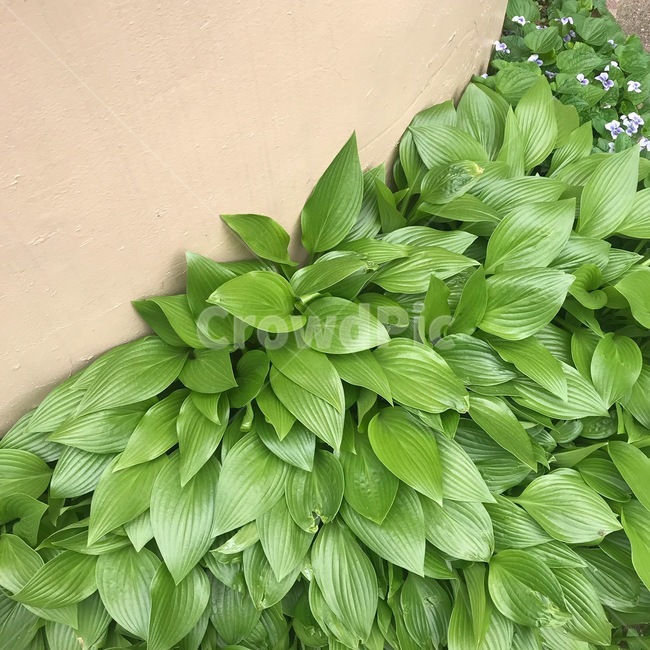 풀,식물,벽,plant,leaf,잎,식물,자연,plants,nature