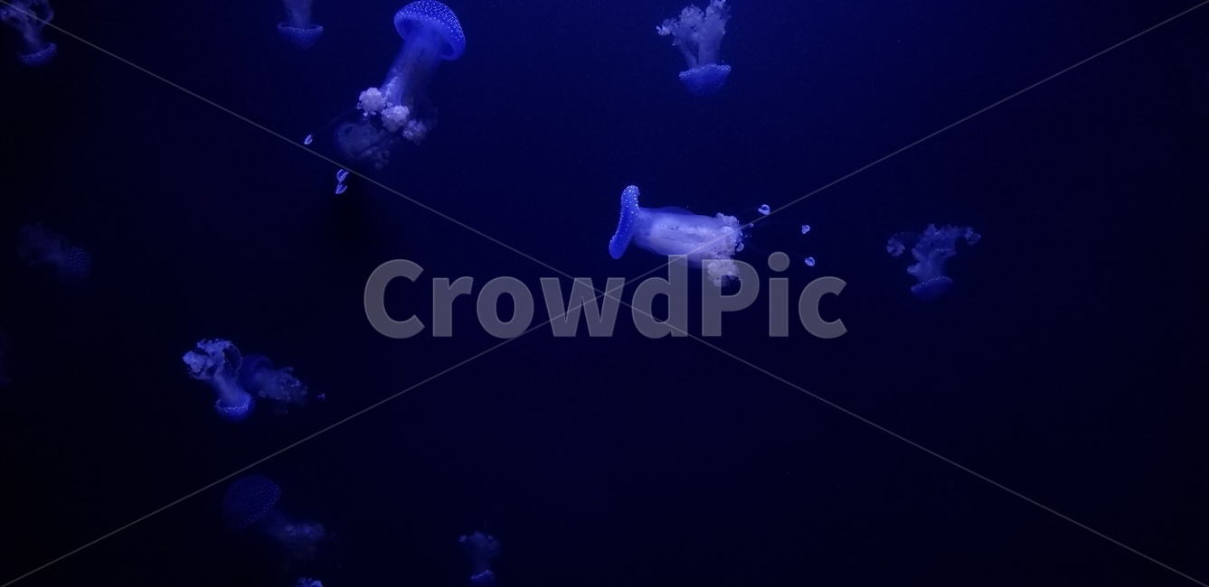 수족관,미국,아쿠아리움,aquarium,동물,수중생물,animal,america,blue,파랑,해파리,jellyfish,light,빛