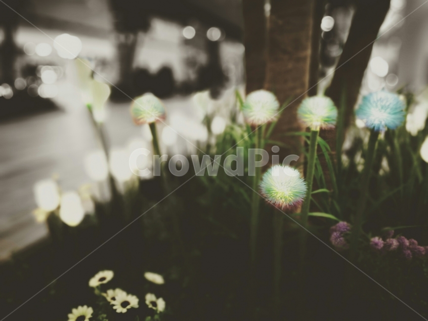 LED꽃,LED,꽃,꽃사진,인천공항,식물,자연,plants,nature,꽃,flower,감성,sensible,feeling