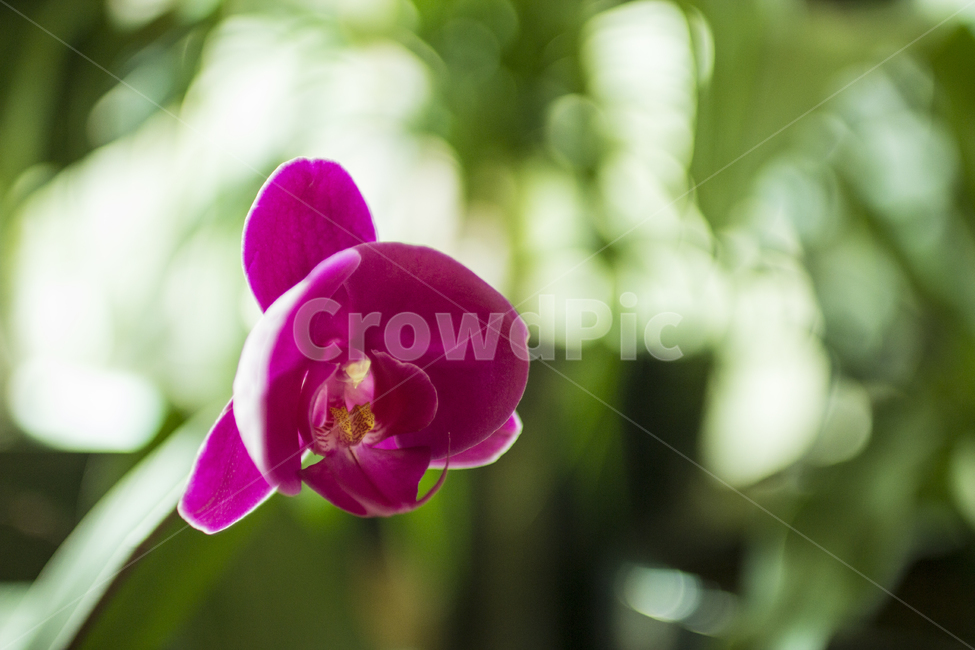 봄,난꽃,서양난,꽃,난,식물,자연,nature,flower,감성,emotion,실내디자인,식물,자연,plants,nature,꽃,flower