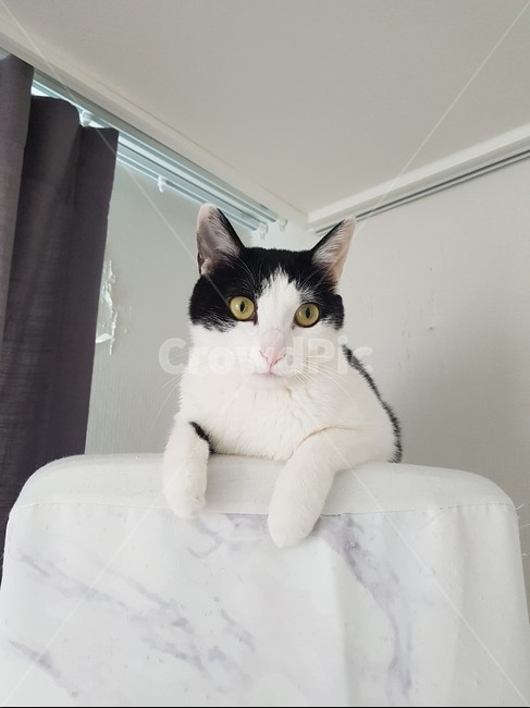 고양이,코리안숏헤어,바둑이,에어컨,쉬는양이