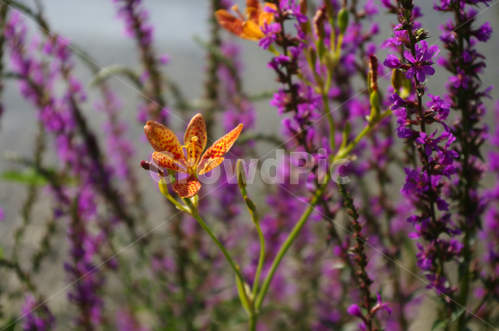 범부채,꽃,식물,flower,plant,식물,자연,plants,nature,꽃,flower