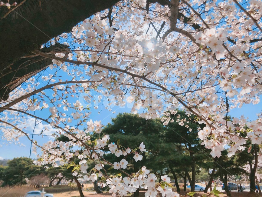 벚꽃,꽃,봄꽃,봄,벚꽃나무,나무