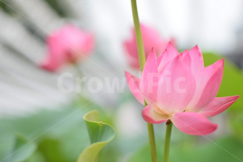 연꽃,꽃,식물,사진,flower,식물,자연,plants,nature,꽃,flower