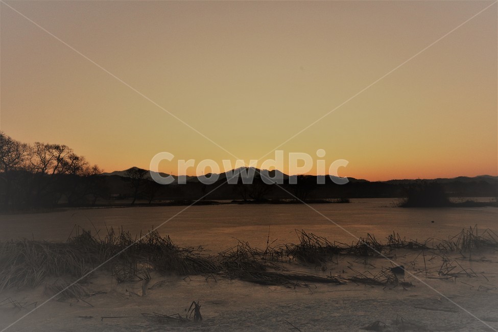 노을,나무,강,갈대,빛,자연,풍경,nature,landscape,outdoors,옥외