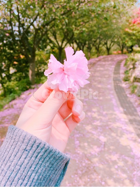 plant,식물,봄,꽃,벚꽃