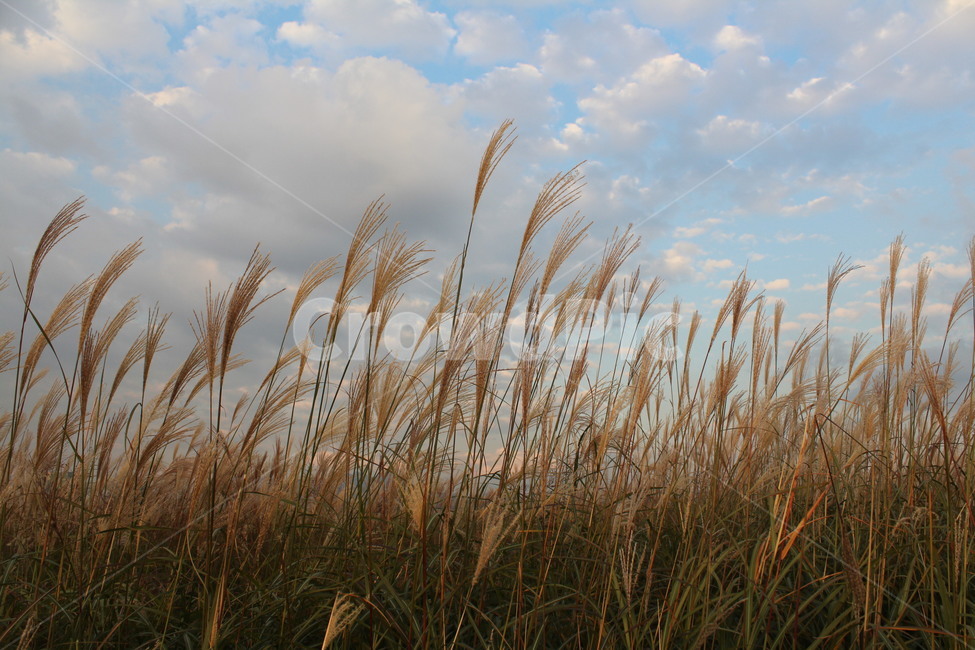 갈대,갈대밭,억새,억새풀,억새축제,하늘공원,가을,가을,계절,fall,autumn,season