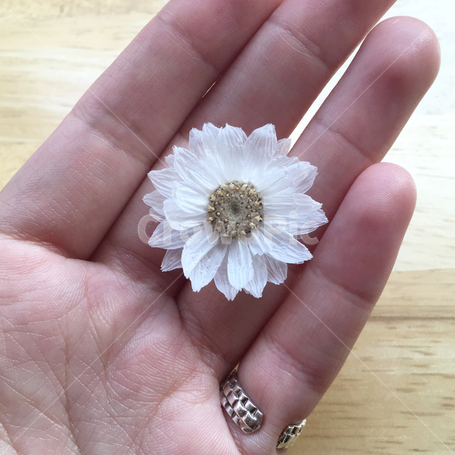 꽃,흰꽃,손,접사,꽃잎,flower,hand,꽃,flower,사람,인물,인간,human,person,신체일부,몸,body