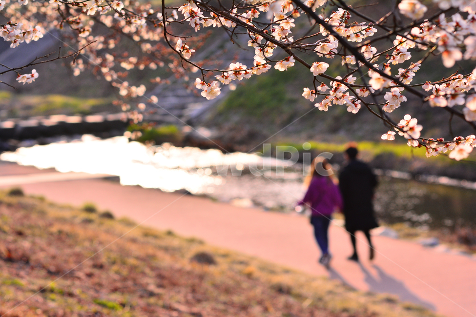 봄,매화꽃,살구꽃,봄배경,나들이,산책로,개울가,시냇물,사람들,시즌,계절,3월,4월,풍경,바탕,백그라운드,꽃길,힐링,커플,연인,남녀,둘,데이트,산책,season,spring,flowers,lovers,봄,계절,spring,season,자연,풍경,nature,landscape,사람,인물,인간,human,person,연인,커플,사랑,lover,couple,plant,식물