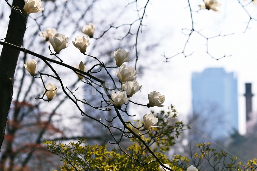 flower,blossom,plant,식물,꽃