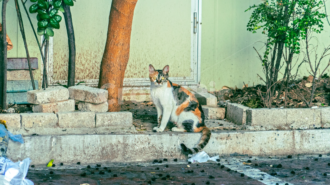 고양이,길고양이,길냥이,cat,streetcat