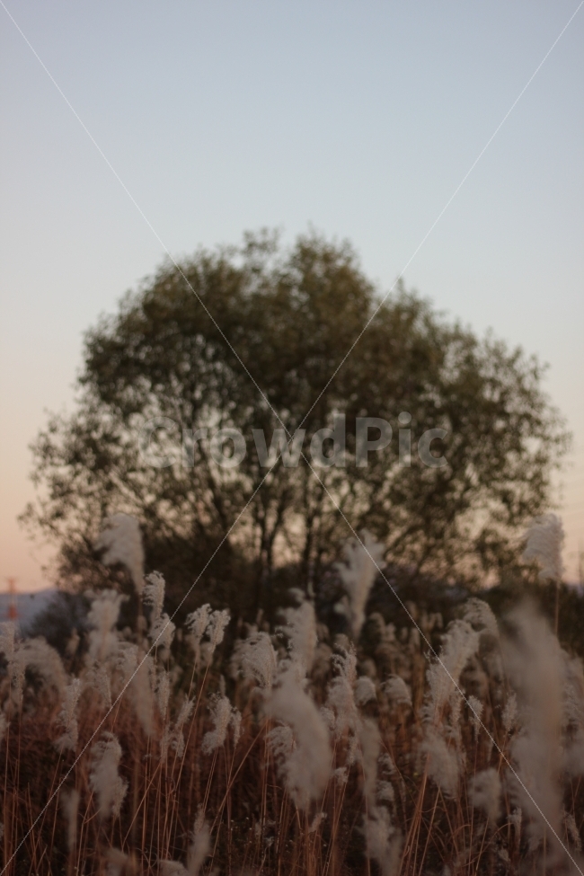 가을,추위,억새,하늘,풍경,autumn,cool,tatch,silvergrass,scenery,landscape,cityscape,노을,sunset,가을,계절,fall,autumn,season,식물,자연,plants,nature,감성,sensible,feeling,outdoors,옥외