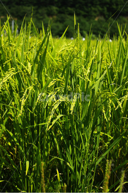 벼,논,식물,plant,초록,식물,자연,plants,nature,곡류,곡식,cereals
