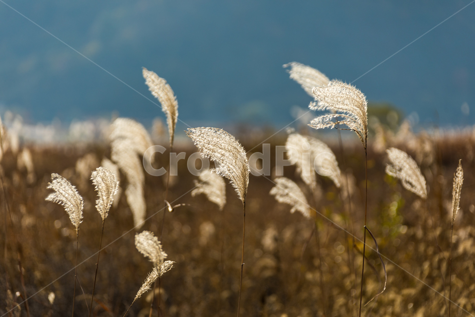억새,가을,가을들판,들판,풍경,가을풍경,가을,계절,fall,autumn,season,자연,풍경,nature,landscape,grass,잔디,plant,식물,lawn,reed,갈대