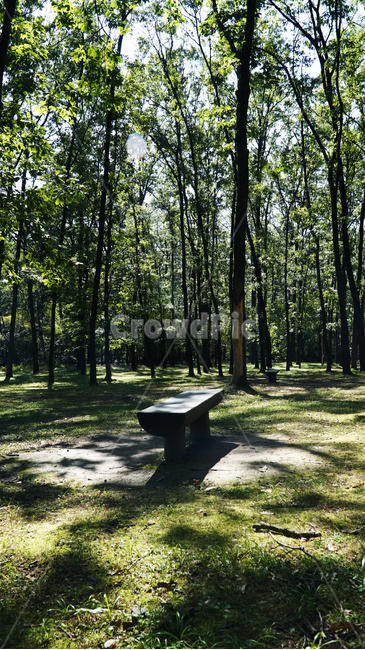 tree,forest,숲,woodland,삼림지,outdoors,옥외,vegetation,초목,nature,자연,land,땅,plant,식물,furniture,가구,grass,잔디,grove,작은숲,벤치,의자,나무,자연,풍경,nature,landscape,작은 숲