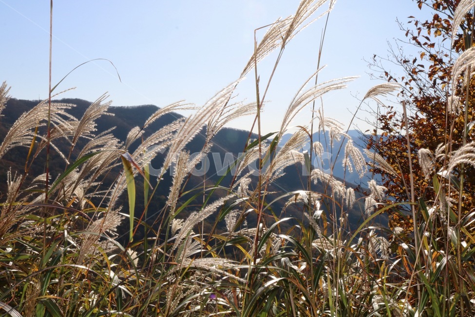 갈대,산,하늘,정상,단풍,가을,계절,fall,autumn,season
