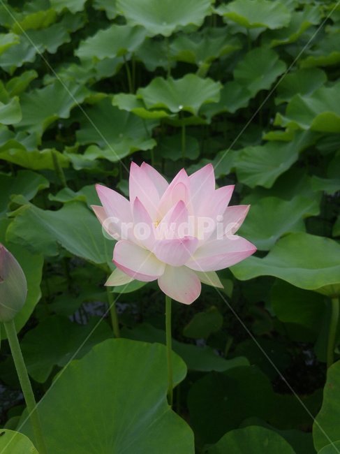 연,연꽃,꽃,식물,flower