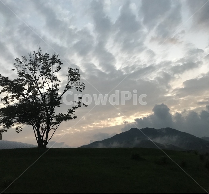 자연,저녁,노을,nature,나무,구름