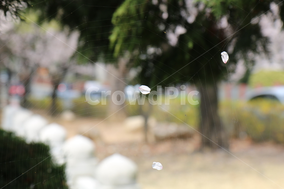 꽃잎,거미줄,spring,봄,web