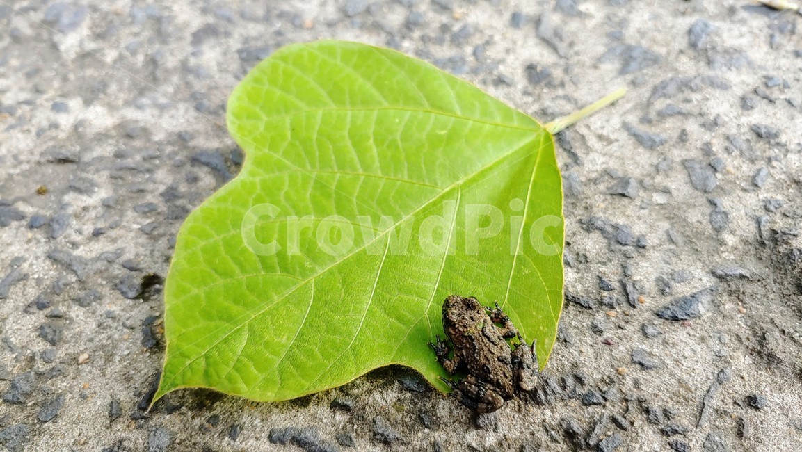 개구리,frog,babyfrog,nature,새끼개구리,작은개구리,leafandfrog