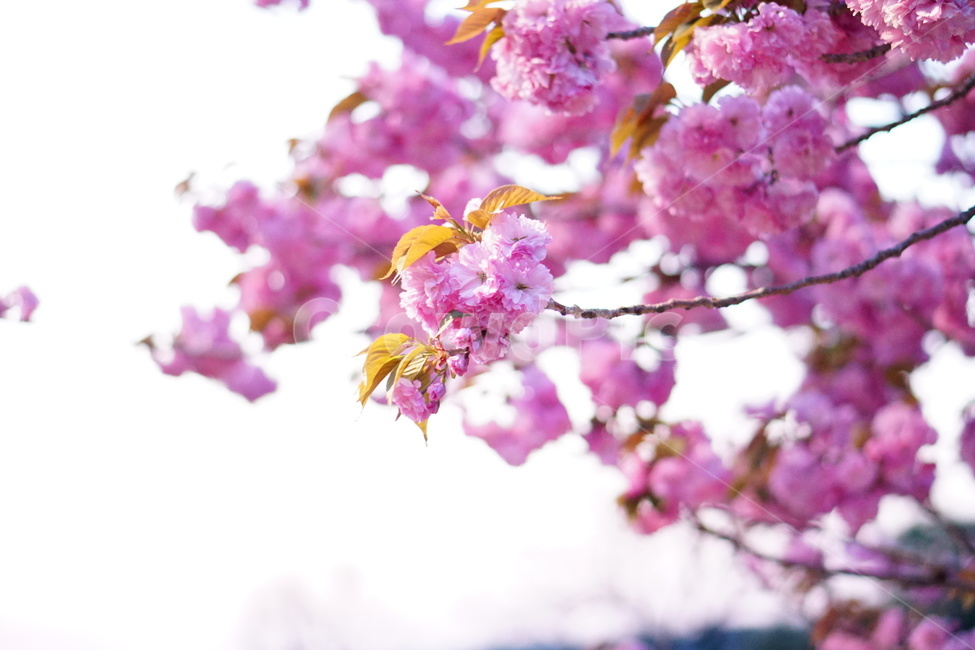 문수사,개심사,왕벚꽃,왕겹꽃,꽃,5월,봄,계절,spring,season,식물,자연,plants,nature,꽃,flower,plant,blossom
