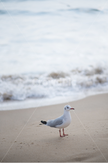 갈매기,해변,해수욕장,바다,바닷가,해변,바다,beach,sea,동물,animal,조류,새,birds,감성,sensible,feeling